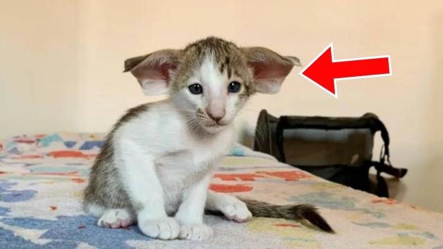 Family Adopts Strange Looking Kitten. Then The Vet Says, "I Am Sorry"