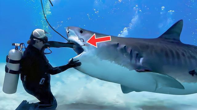 Divers Are Being Followed By Shark In Need - They're Shocked When They Find Out Why