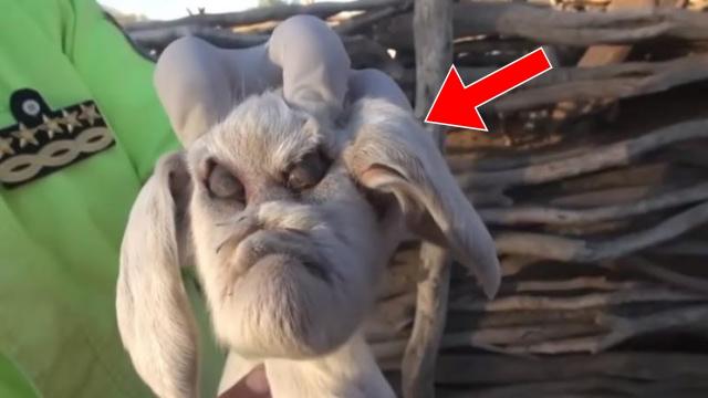 Farmer Finds Strange-Looking Animal In His Fields. When Vet Takes A Closer Look, He Turns Pale