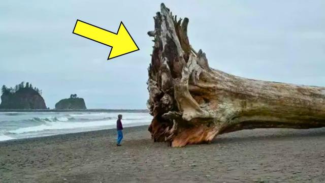 Woman Finds Massive Tree Washed Ashore. Then She Sees A Carved Warning Message On The Trunk