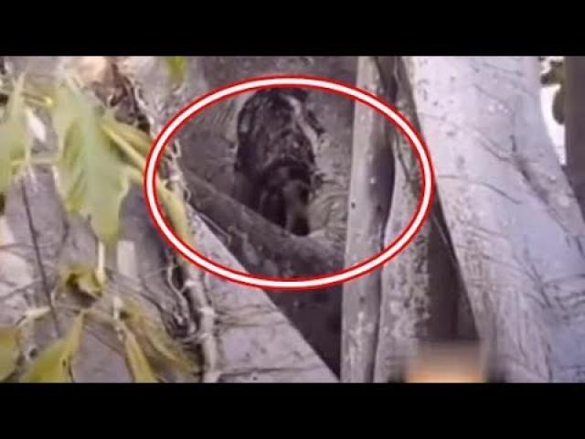 A guy filmed a tiny humanoid creature in a tree on his live feed