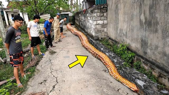 Giant Snake Tries To Enter House - Owner Discovers Why And Opens The Door