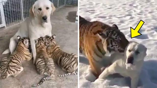 Dog Raises 3 Tiger Cubs - Years Later Zookeeper Bursts Into Tears When Tiger Does The Unexpected