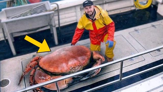 Fisherman Catches Massive Crab, His Face Turns Pale After Seeing This In It's Claw