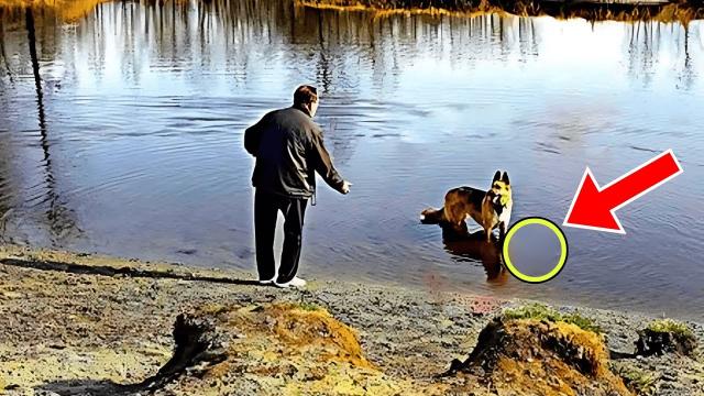 Dog Pulls His Owner Into A Lake, What He Saw In The Water Made Him Call The Police