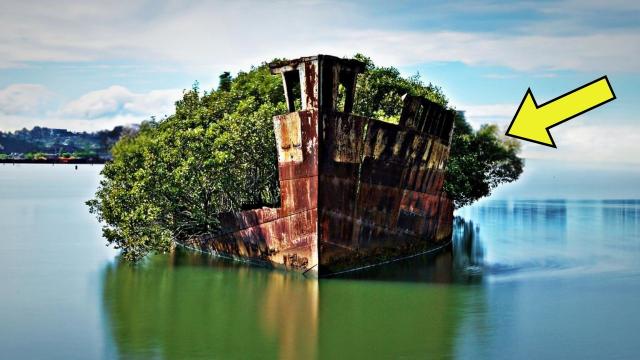 Backpacker Finds Long-Lost Ship In Dense Jungle. He Regrets Going Inside After Seeing This