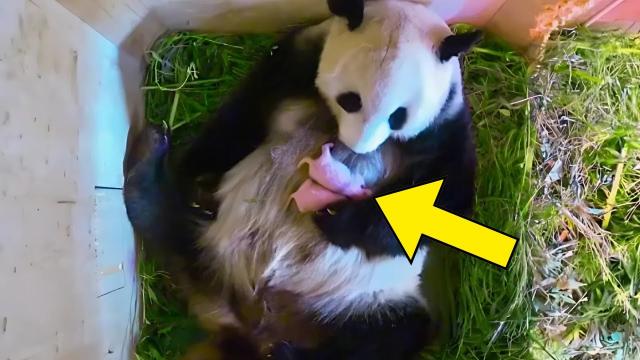 Panda Gives Birth for the First Time. When She Got up - Vet Screams when He Sees The Cub