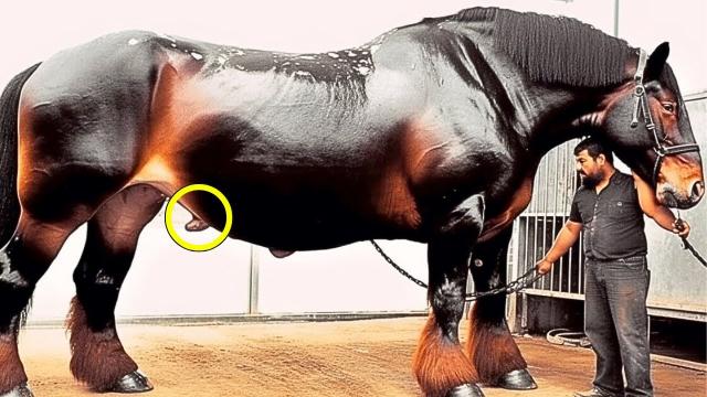Man Thought He Bought A Horse - When The Vet Sees It, He Says: "This Is Not A Horse"
