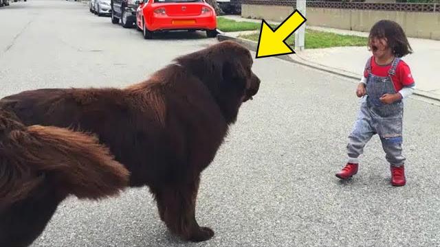 Boy Yells At Dog – Pay Close Attention To The Dog’s Reaction!