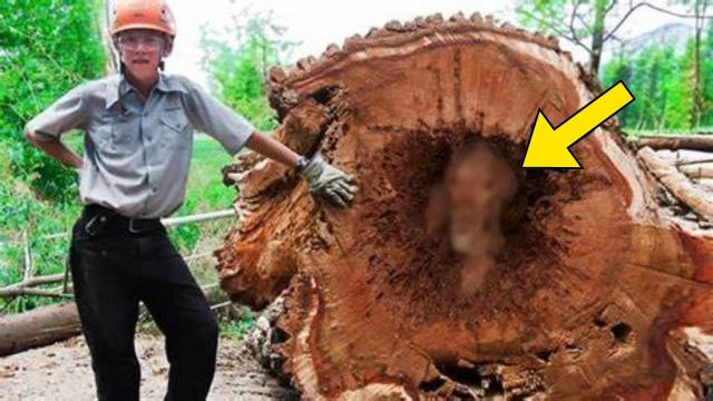 Loggers Cut Down Old Tree - What They Found Inside The Trunk Shocked The Whole World