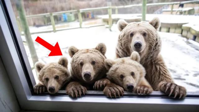 Bears Beg Family For Help. They Turn Pale After Realizing Why