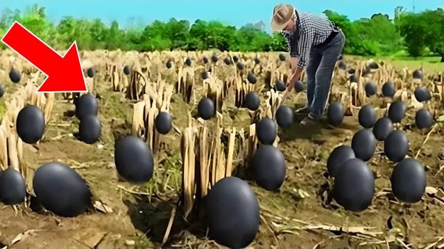 Farmer Finds Black Eggs In Barn, Bursts Into Tears When He Discovers What’s Inside