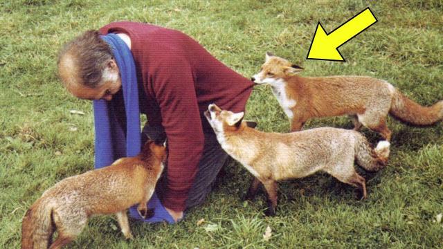 Foxes Try To Get Attention From Farmer. When He Realizes Why, He Decides To Follow Them