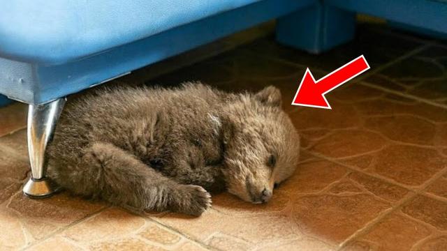 Man Finds Bear Cub Sleeping In His House. When He Notices A Strange Detail, He Calls The Vet