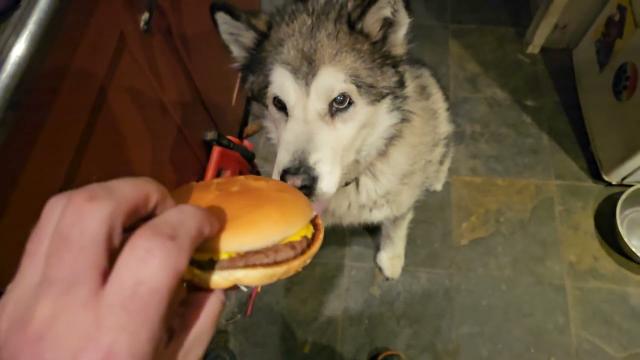 Angel Slowmo Cheeseburger