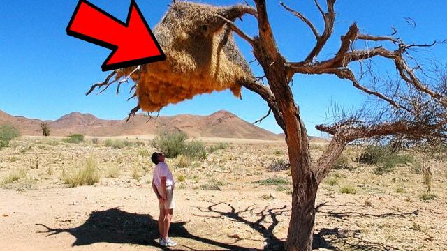 Man Discovers Bizarre Beehive ????, But When The Ranger Listens Closely ????, He Freezes In Fear ???