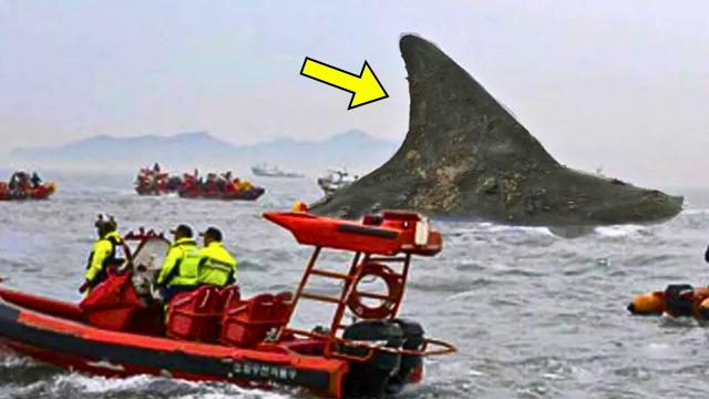 Coast Guard Spot Huge Creature Near Boat Accident - They Turn Pale After Realizing What It Is