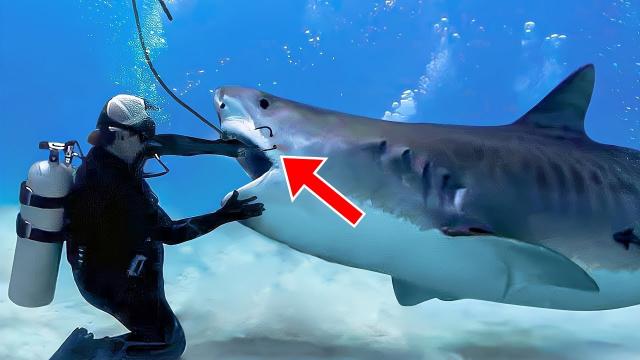 Diver Spots Something In Shark's Mouth, Then Turns Pale After Taking It Out