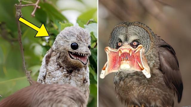 Woman Sees Mysterious Bird But She Discovers Shocking Reality Too Late