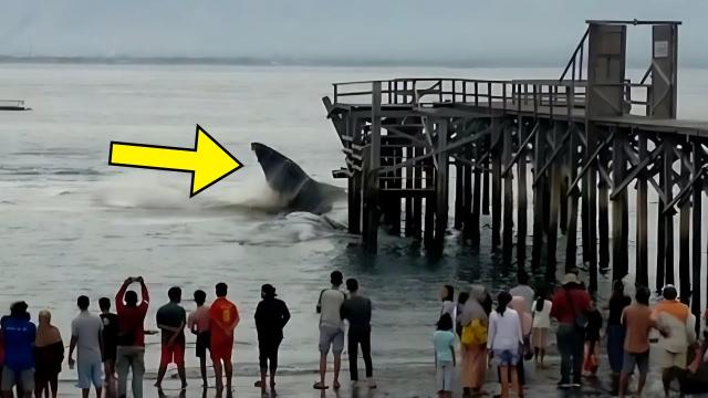 Massive Creature Slams Into Pier. Onlookers Stand Speechless When They See What It Is