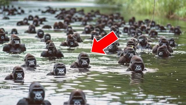 Man Encounters Huge Troop Of Gorillas In River. When Realizing What They're Planning, He Turns Pale