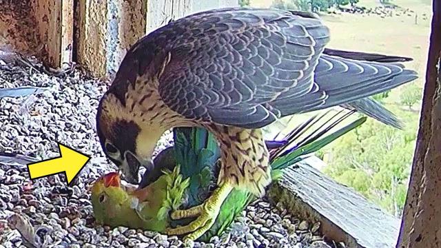 Bird Attacked By Hawk In Garden. Bird Keeper Didn't Expect To See What Happened Next