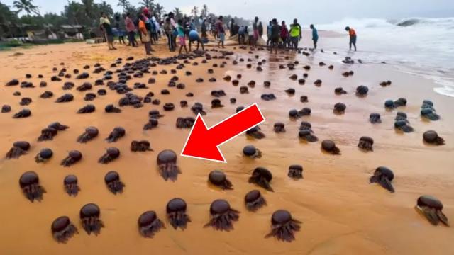 Beach-Goers See Strange Creatures Washed Ashore. They Turn Pale When Realizing What They Are