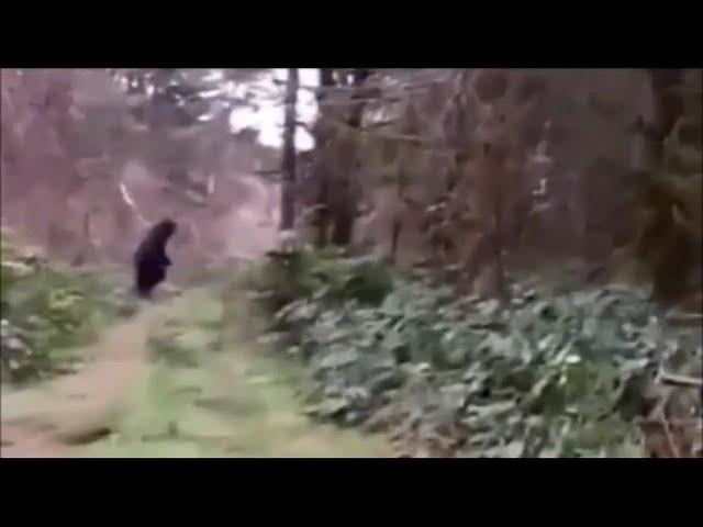 Is This Bigfoot Caught Crossing A Trail in Idaho?