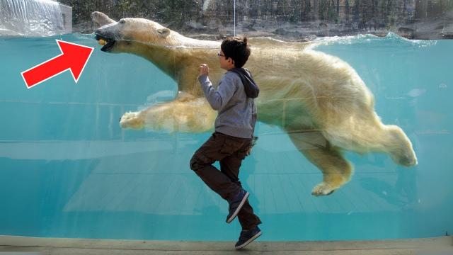 Polar Bear Keeps Following Boy – Pay Close Attention To What The Animal Does Next