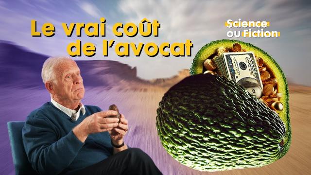 Culture de l'avocat : Narco-trafic, écologie, bienfaits… la vérité sur ce fruit