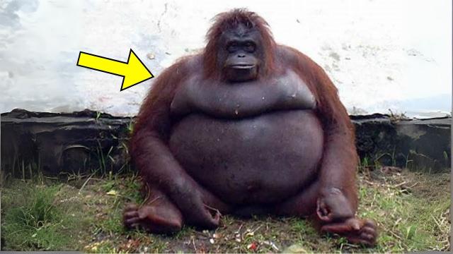 Orangutan Too Fat To Stand Up, Vet Gets Shock Of His Life When He Sees What’s In His Belly