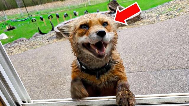 After Boy Goes Missing, Fox Knocks On Window Daily. Then Parents Follow It And Turn Pale!