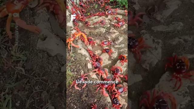 Pourquoi ce crabe de l'île Christmas mange-t-il ses propres petits ? ???? ????