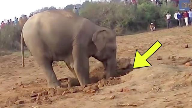 Elephant Digs A Hole For 11 Hours, What She Pulls Out Is Unexpected