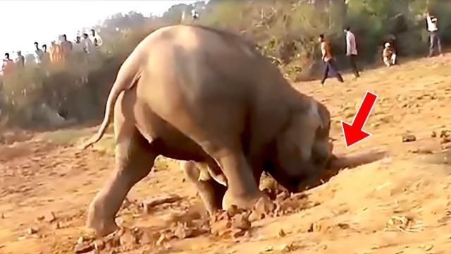 Elephant Digs for 11 Hours—What It Finally Pulls Up Is Astonishing!