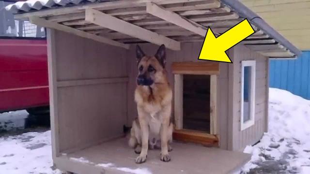 Dog Refuses To Enter Its Pen. Then Its Owner Find Out Who Was Inside