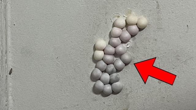 Man Thinks He Suffers From "Ant Nest". When Expert Sees It, He Turns Pale And Evacuates House