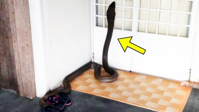 Giant Snake Tries To Enter House   Owner Discovers Why And Opens The Door