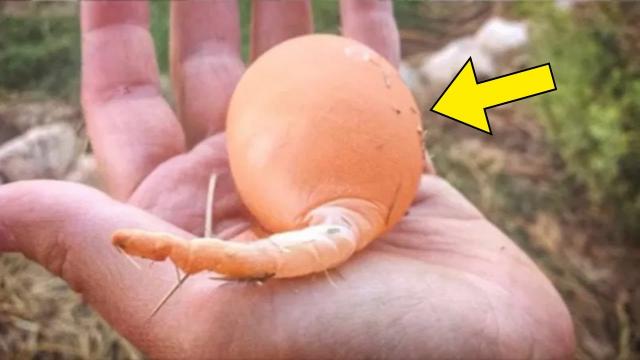 Chicken Lays Strange Egg. When The Farmer Cracks It, He Shouts, "Stand Back!"