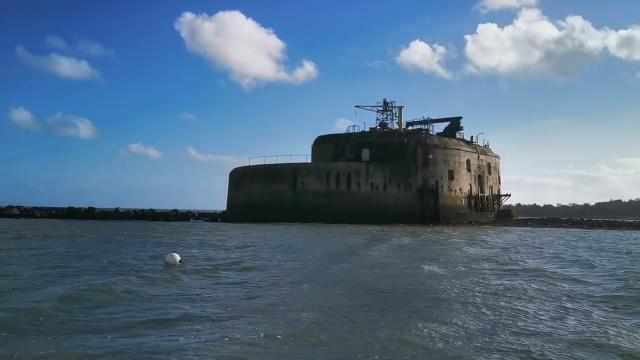 Seeing a Seal in the water Off the Isle Of Wight