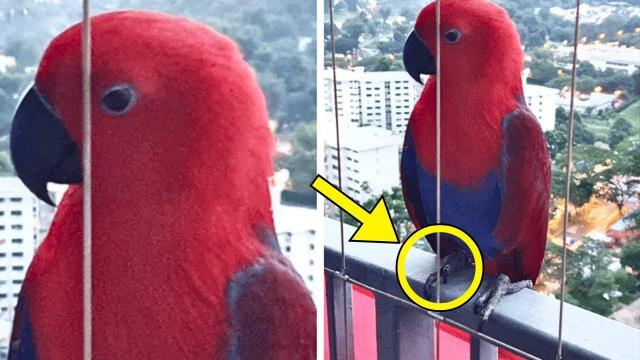 This Parrot Recites The Same Words Daily. He Alerted 911 After Realizing What It Meant