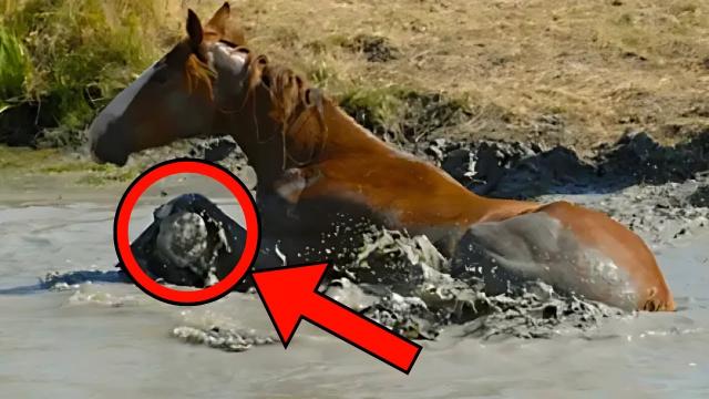 Horse Tries To Save Something - When People See What It Is, They Turn Pale