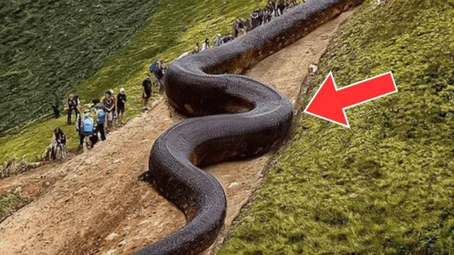 Workers Spot Giant Snake - You Won't Believe What They Found Inside