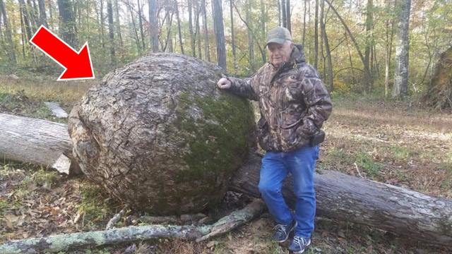 Man Spotted a Lump on a Tree, Gut Told Him to Keep Digging