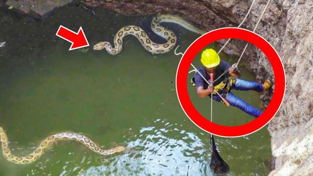 Worker Finds Giant Snake Pit - He Is Surprised When He Discovers What Is At The Bottom