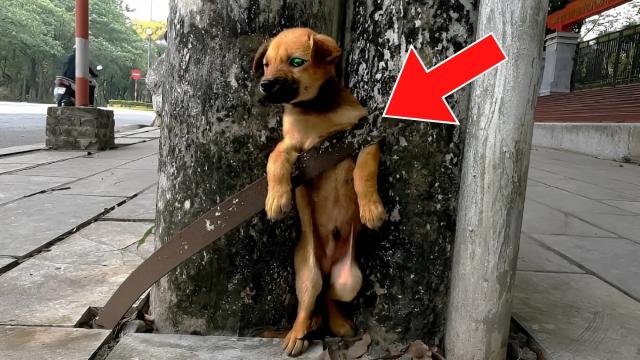 Abandoned Puppy Seems To Be Stuck. Man Calls 911 When He Realizes The Truth