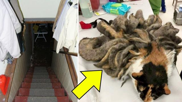 Grandpa Discovers Weird Creature In House - Bursts Into Tears When He Realizes What It Is