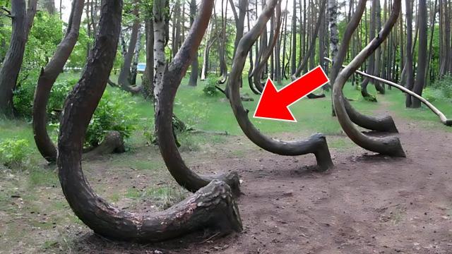 If You See Trees Shaped Like This, Run Away as Fast as You Can