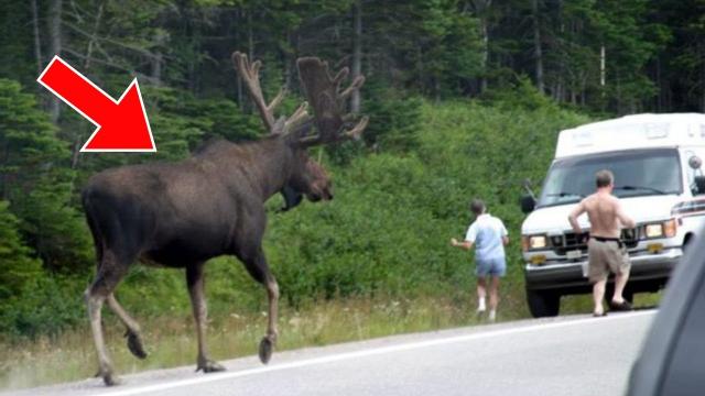 Giant Moose Tries To Get Attention From Tourists, When They Realize Why, They Decide To Follow It