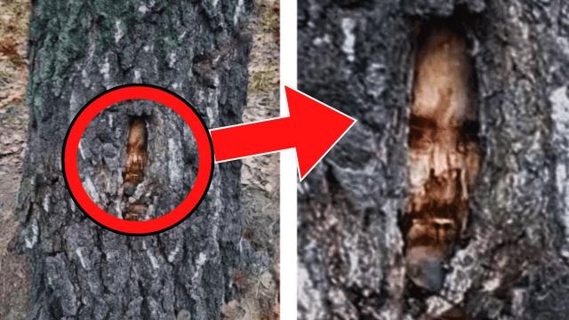 Hiker Spots Creepy Tree With Face During Hike, When She Finds Out What It Really Is She Turns Pale